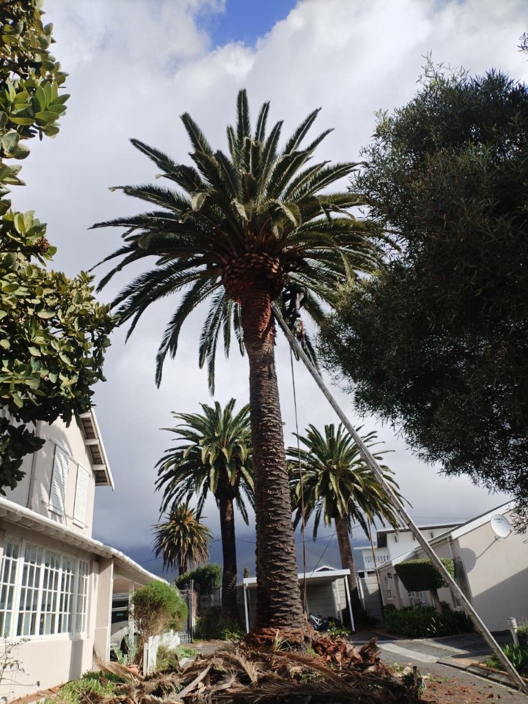 Professional palm tree felling service