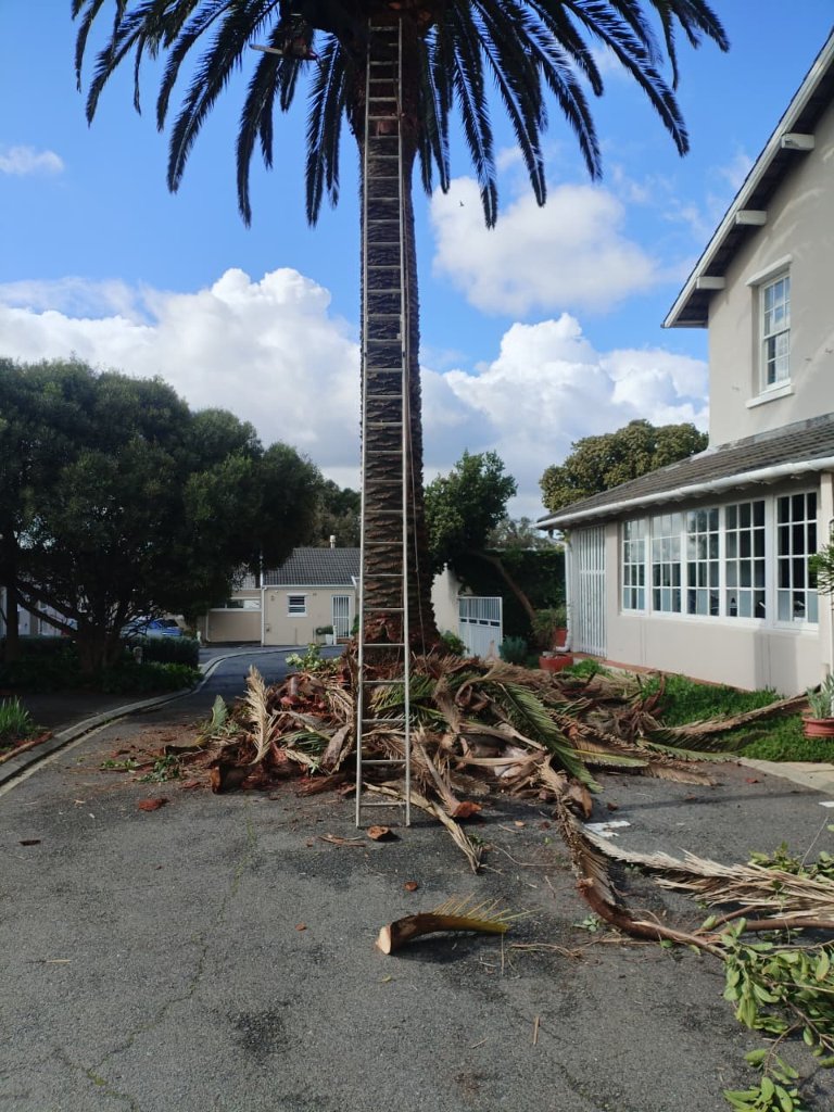 Palm tree trimming with ladder - Cape Town