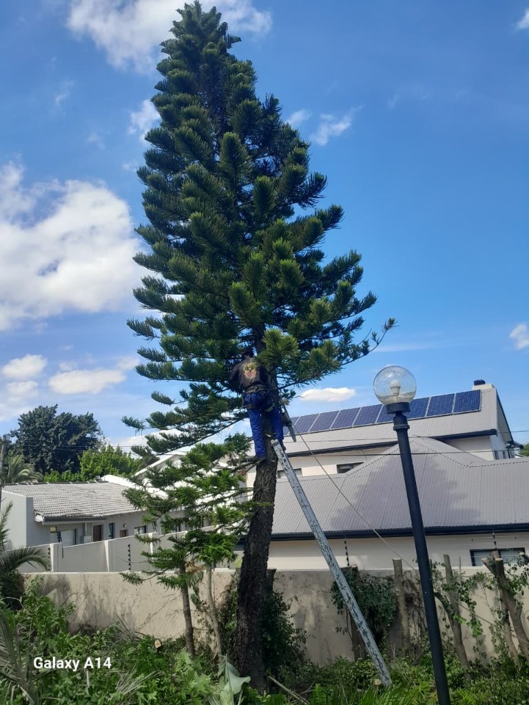 Pine tree trimming by professional arborist
