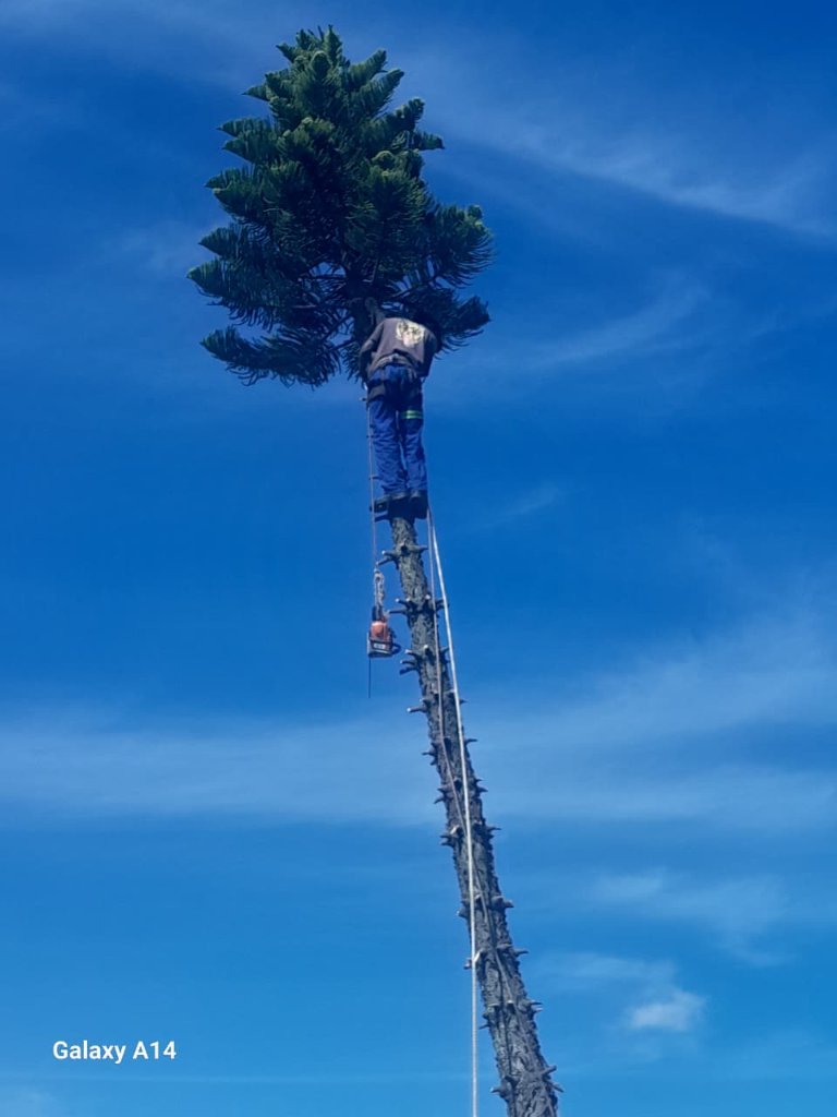Professional tree climber at height with chainsaw