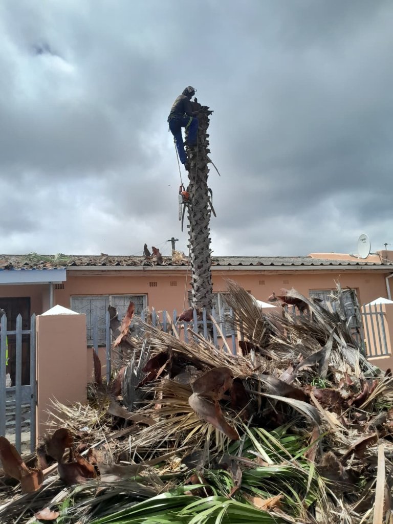 Palm tree removal in progress