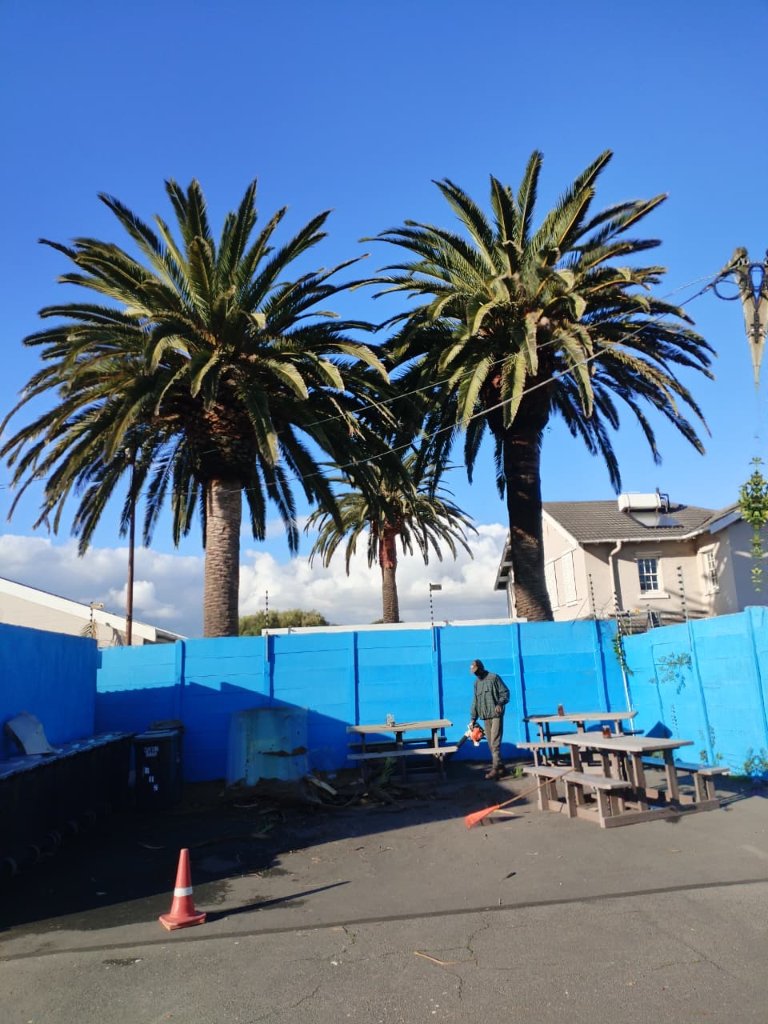Palm tree felling job site with team