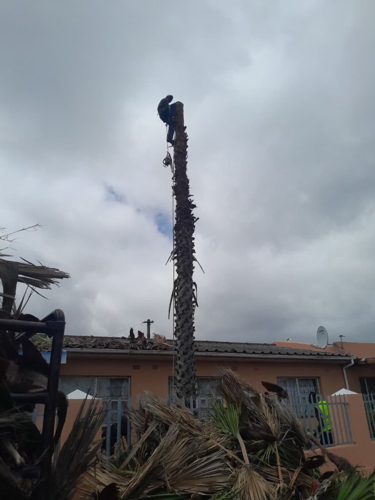 Complete palm tree felling operation