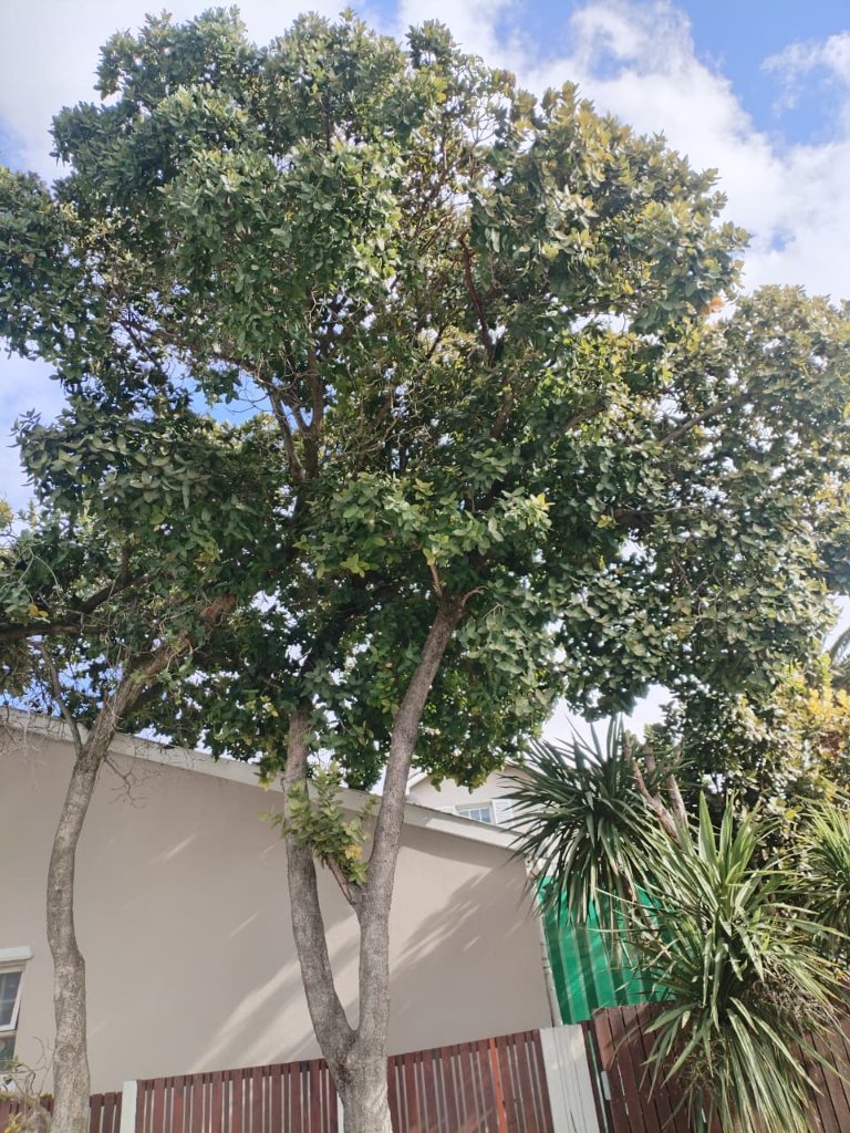 Large tree pruning and canopy management