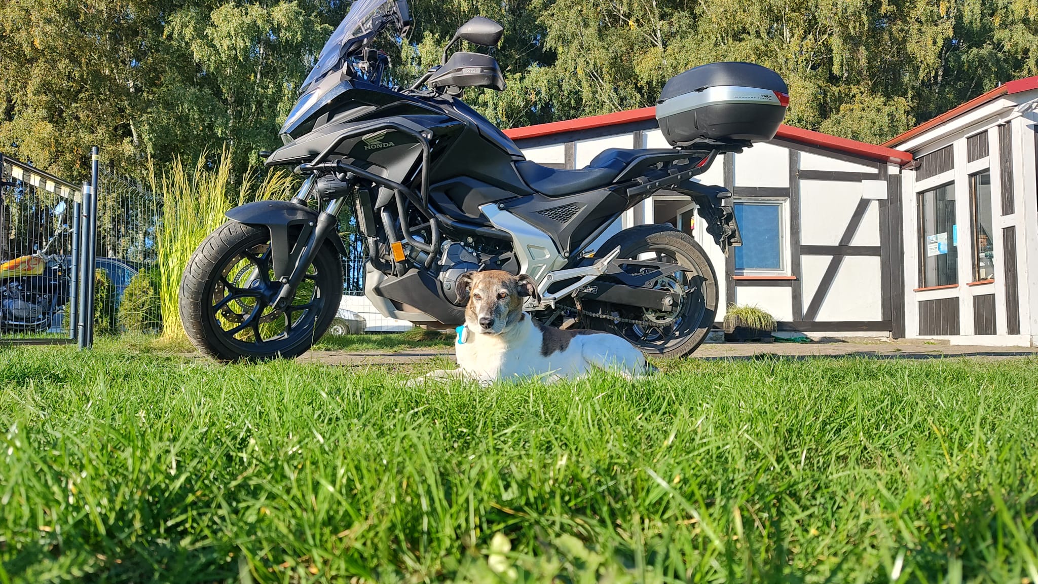Pies odpoczywający obok motocykla