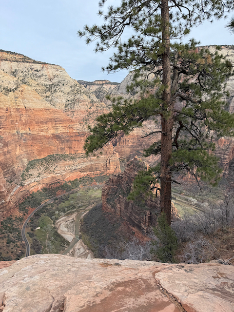 Lone pine tree framing the Zion canyon and river valley below