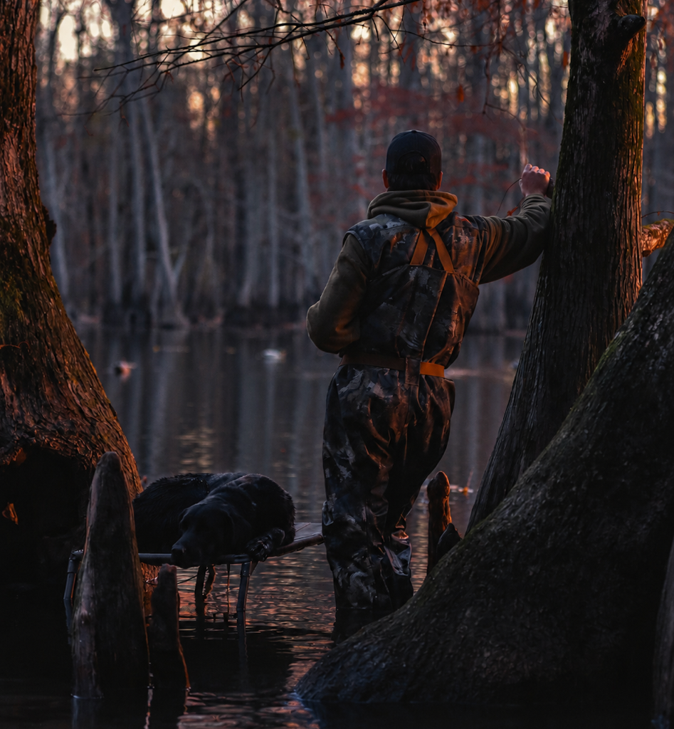 Duck hunter with retriever in flooded timber at golden hour