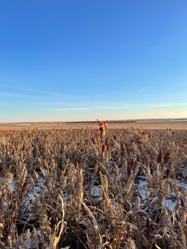 Hunters walking through a dry sorghum field at golden hour