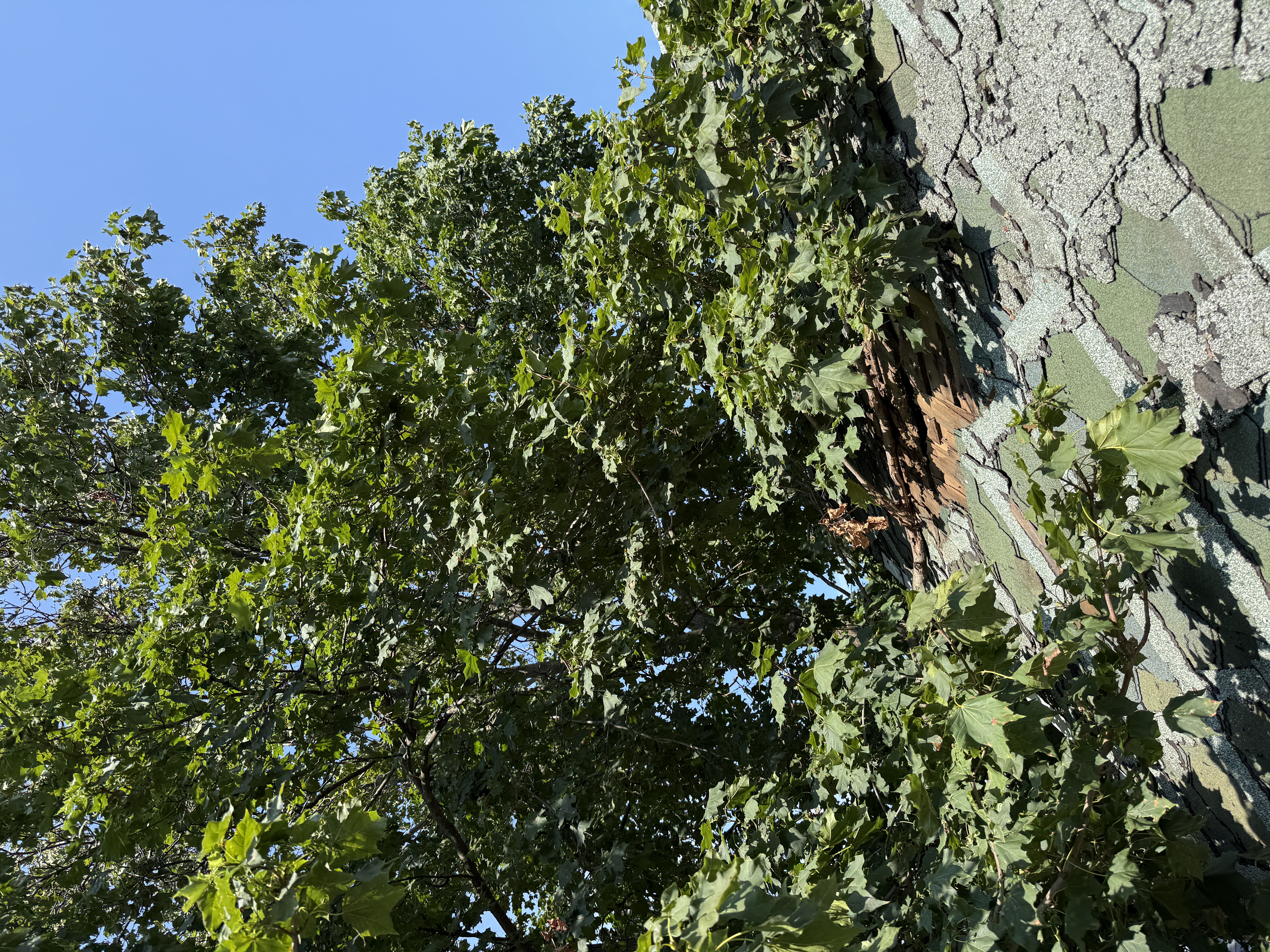 Tree-damaged roof shingles with exposed decking beneath an overhanging maple