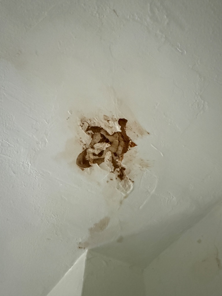 Ceiling water damage — bubbled and peeling paint with dark brown staining from an active roof leak