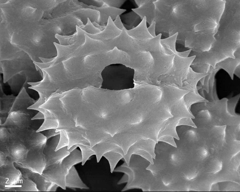 Granos de polen al microscopio - proyecto de aeropolinología en Paraguay