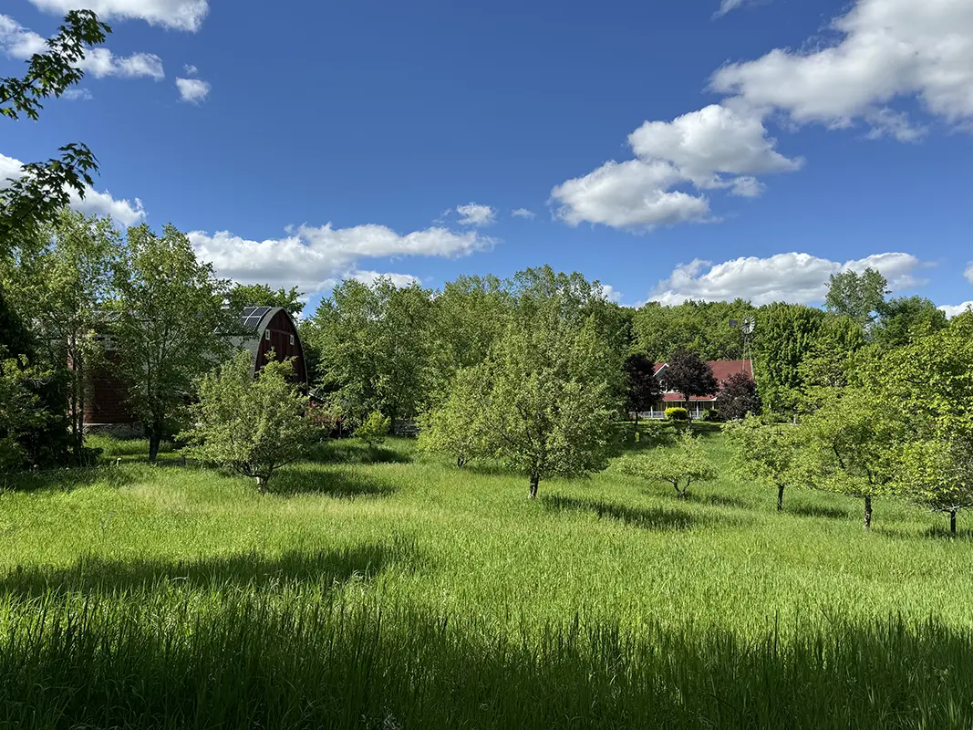 Farmstead meadow and trees