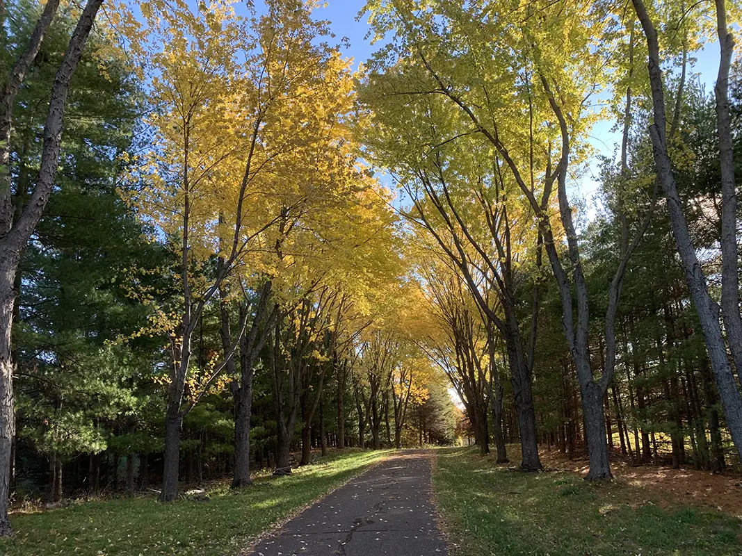 Autumn tree-lined driveway