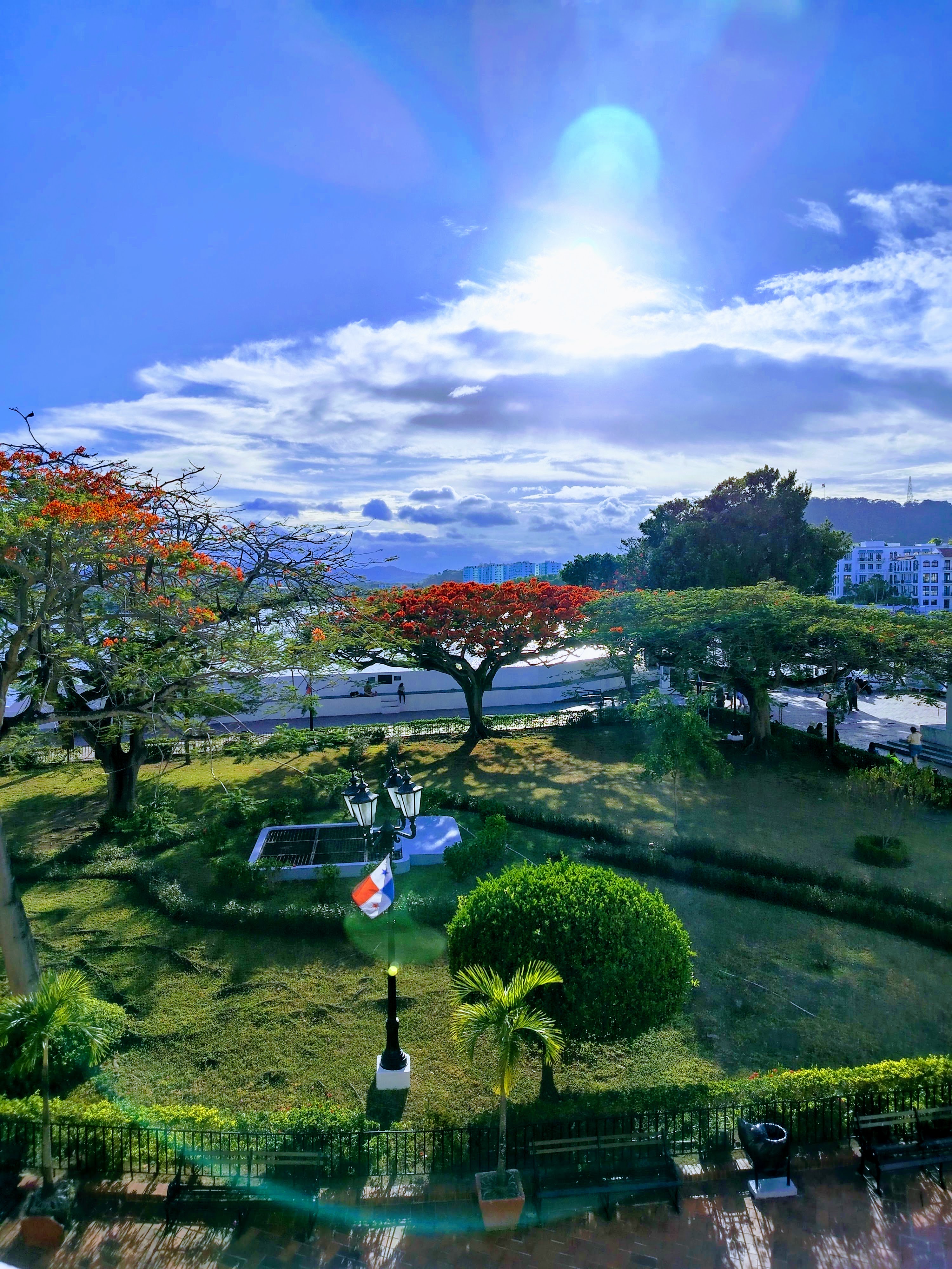 Flamboyant trees in bloom — scenic park