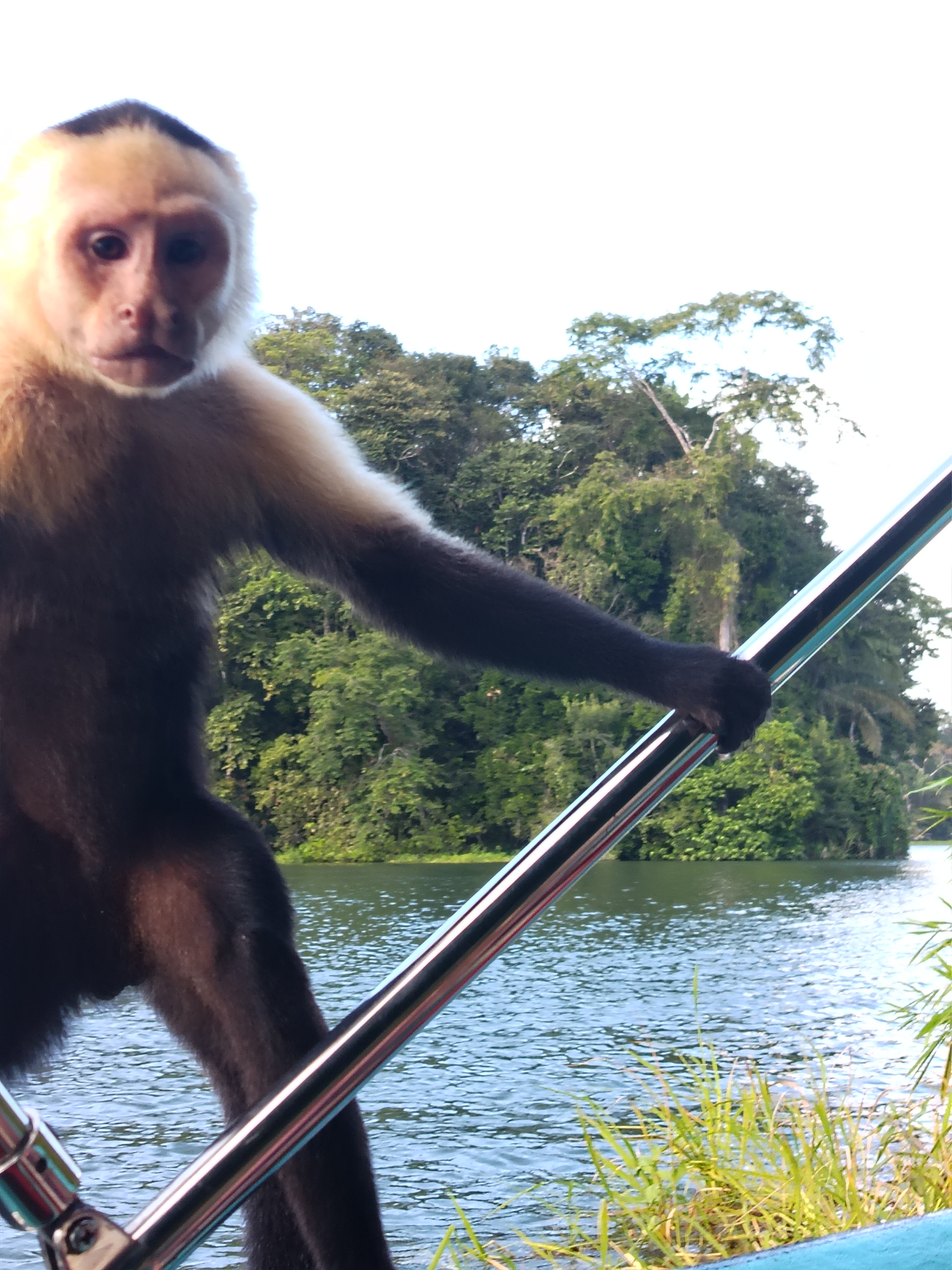 Capuchin monkey on the boat railing