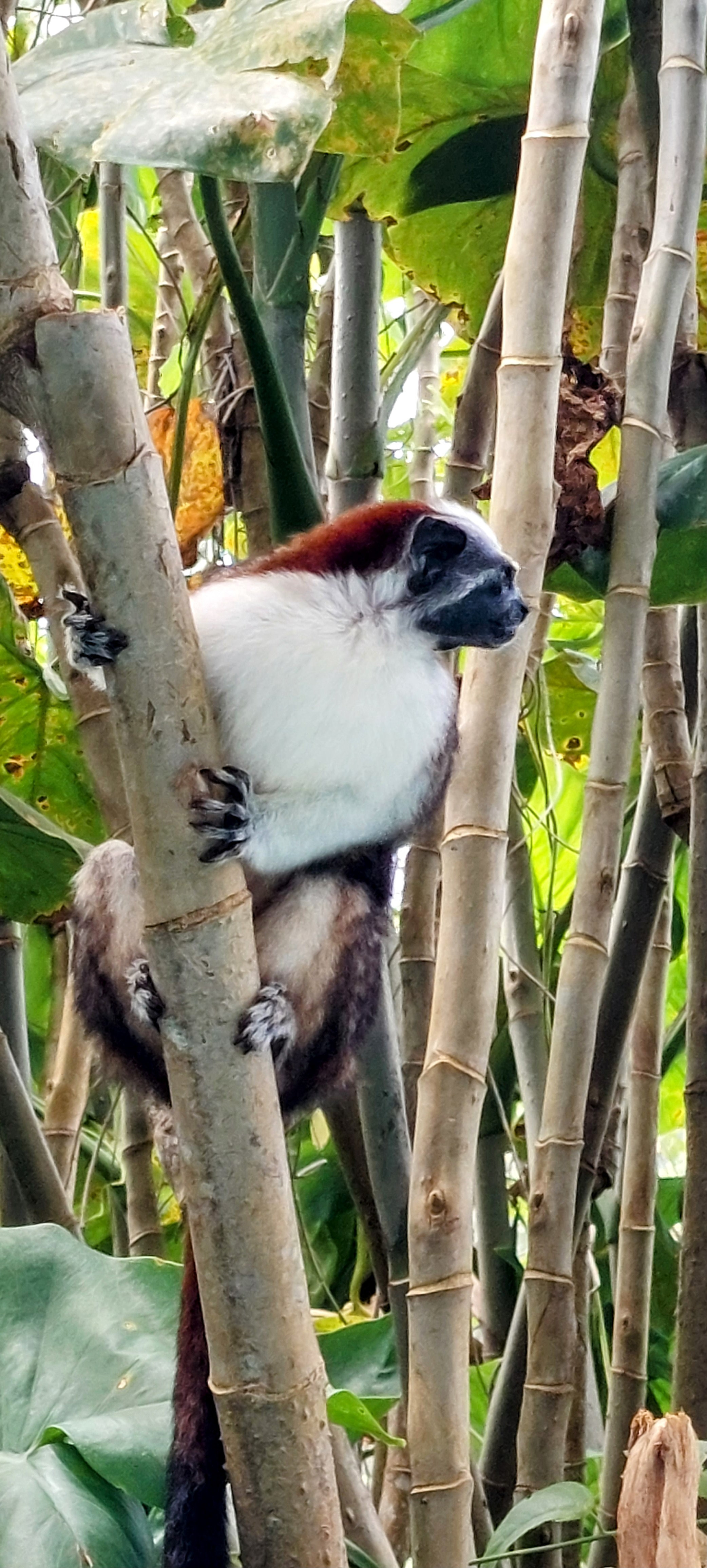 Tamarin climbing in the jungle