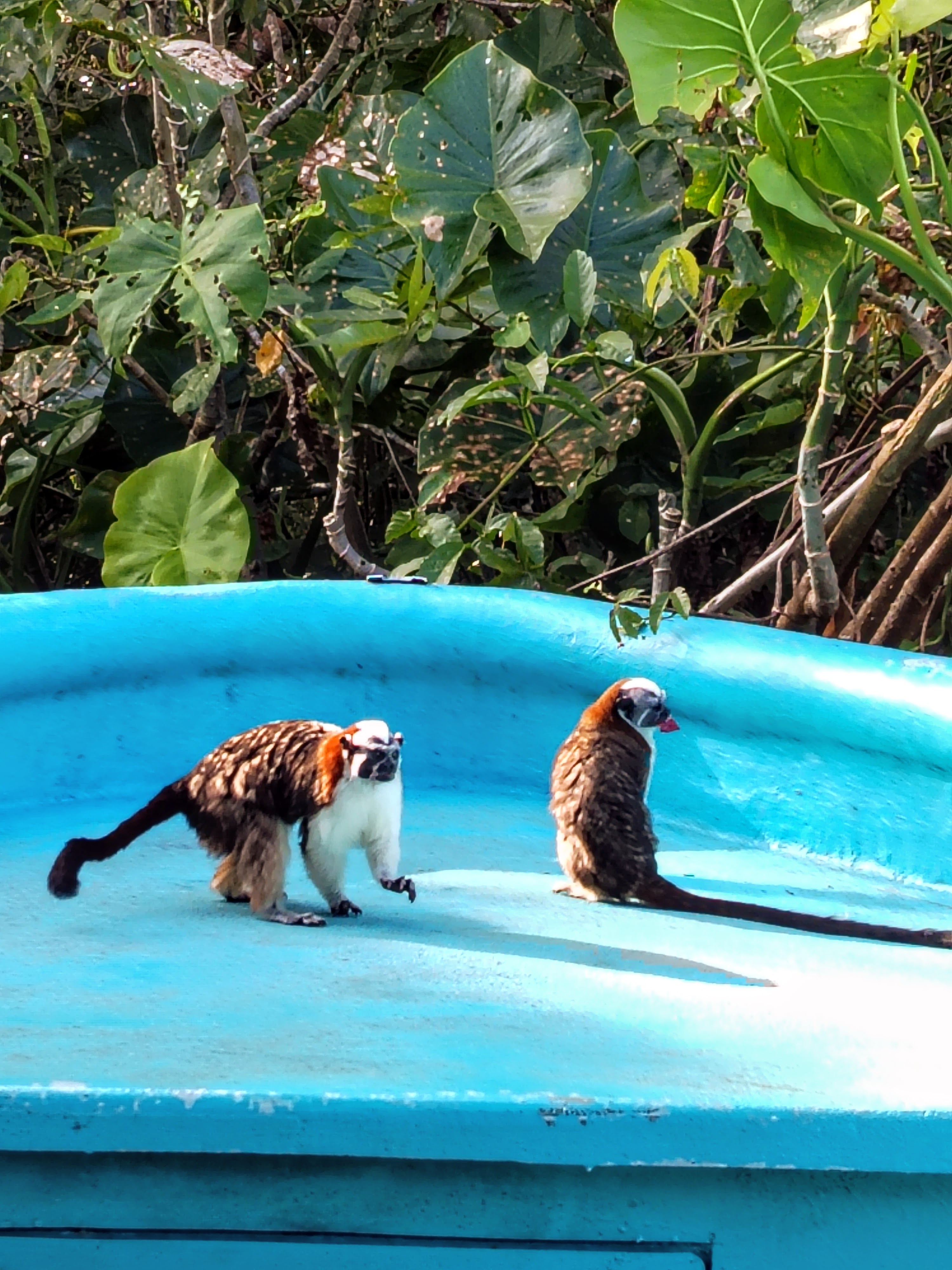 Tamarins visiting the boat