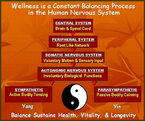 Diagram 1 — Wellness is a Constant Balancing Process in the Human Nervous System