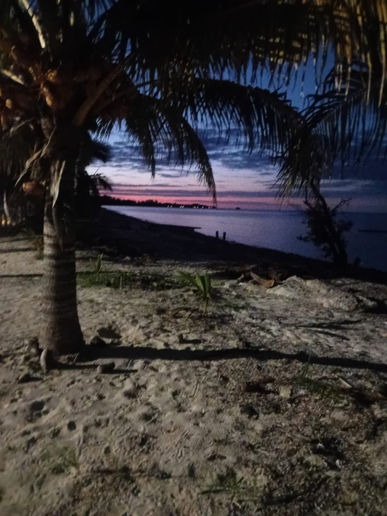 Sunset through palm trees on the beach, Bahamas