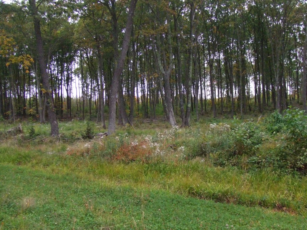 Site Cleanup & Restoration
