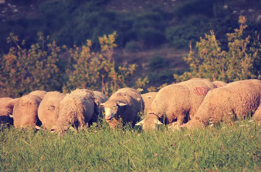 Si torna in stalla: escursione d'autunno con il gregge e pranzo in fattoria
