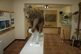 Museo dell'Orso Marsicano