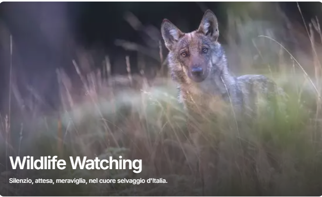 Parco Nazionale d'Abruzzo Wildlife