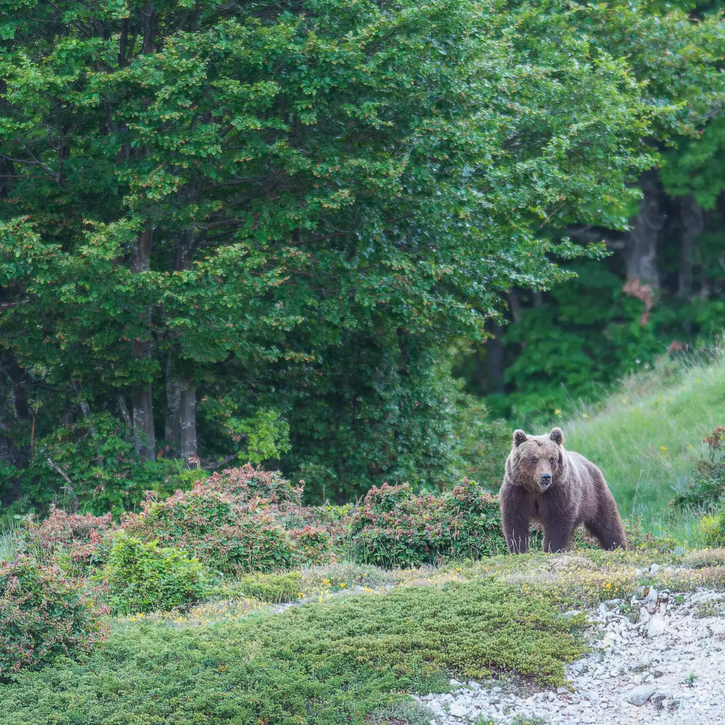 Bearwatching in Abruzzo