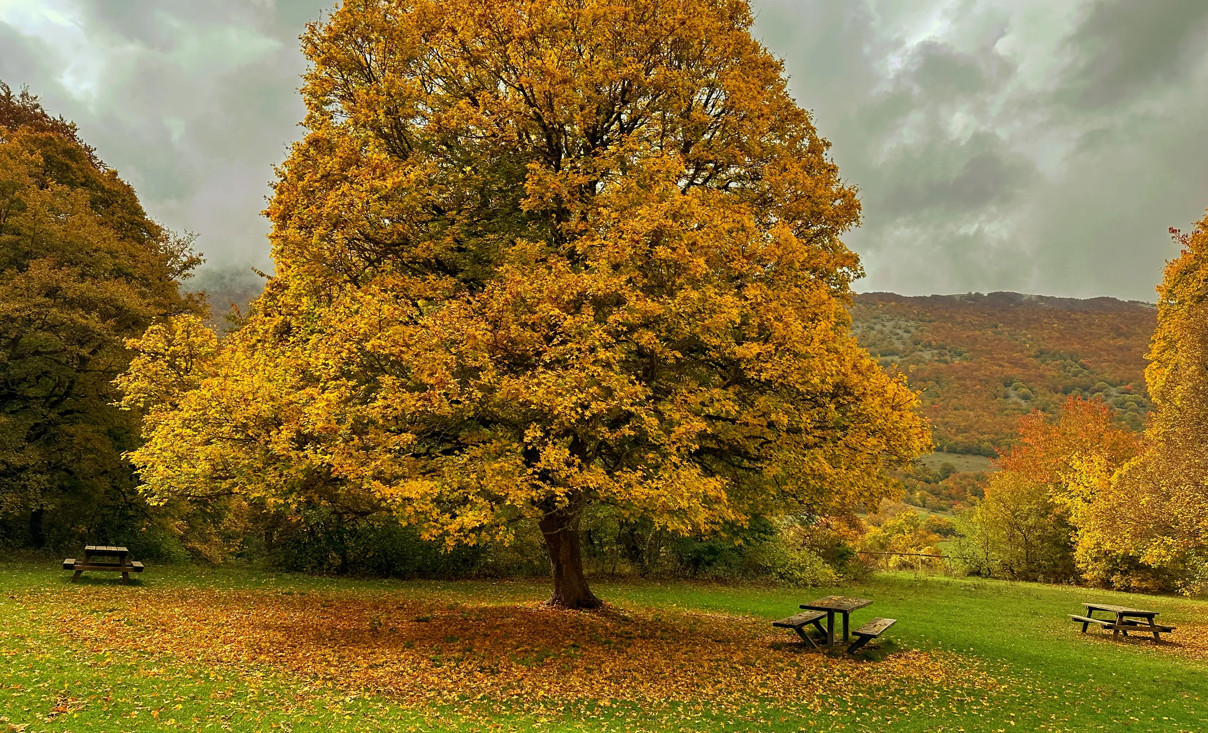 Autunno nel bosco di Sant'Antonio