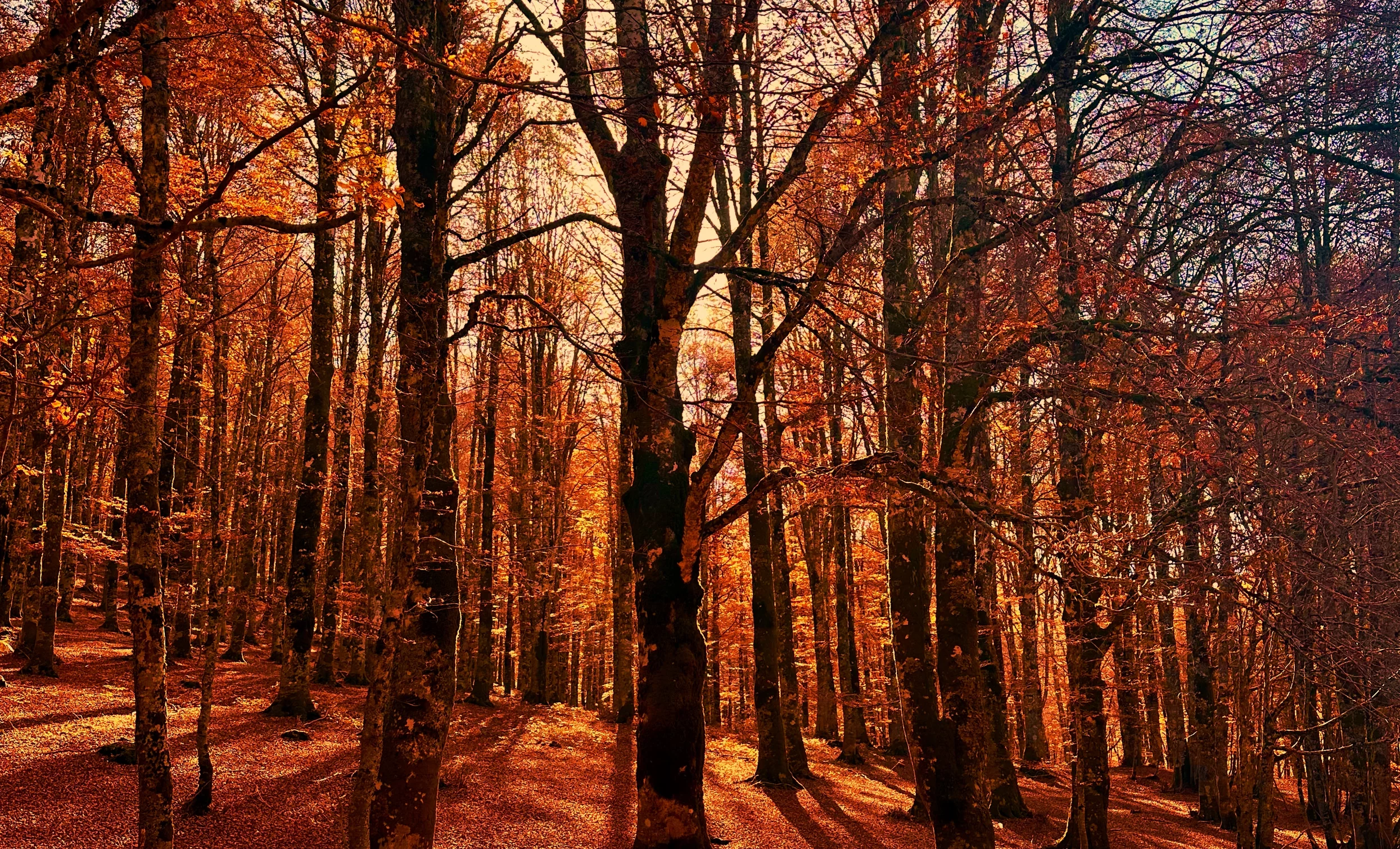I magici colori dell'autunno a Forca d'Acero