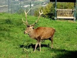 Riserva Naturale Castel Cerreto