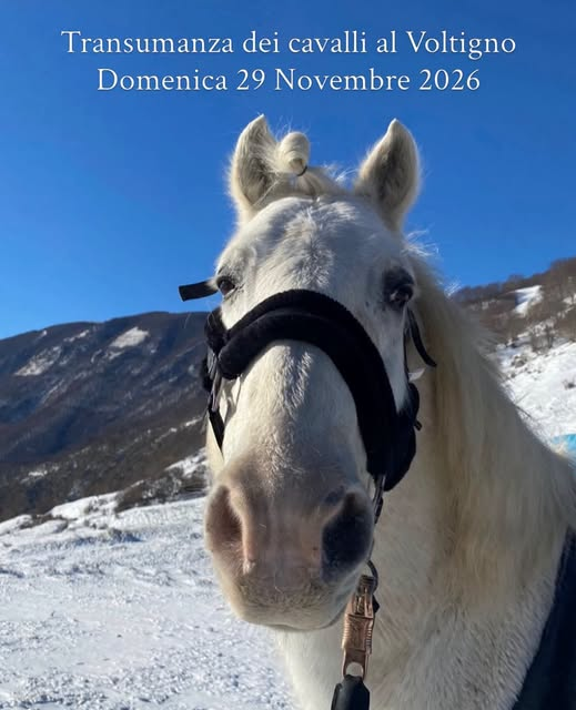 Transumanza dei cavalli al Voltigno