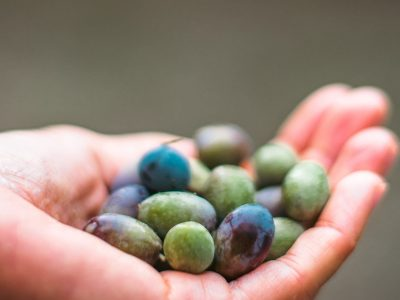 Raccolta delle olive con pranzo bucolico tra gli uliveti - Ofena