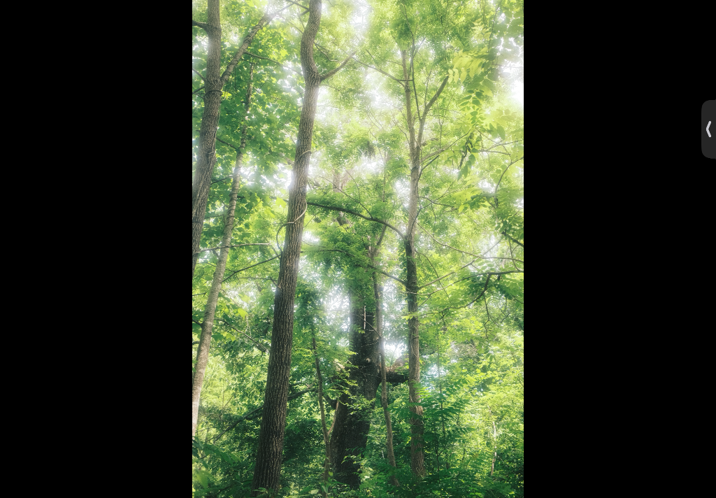 Forest canopy