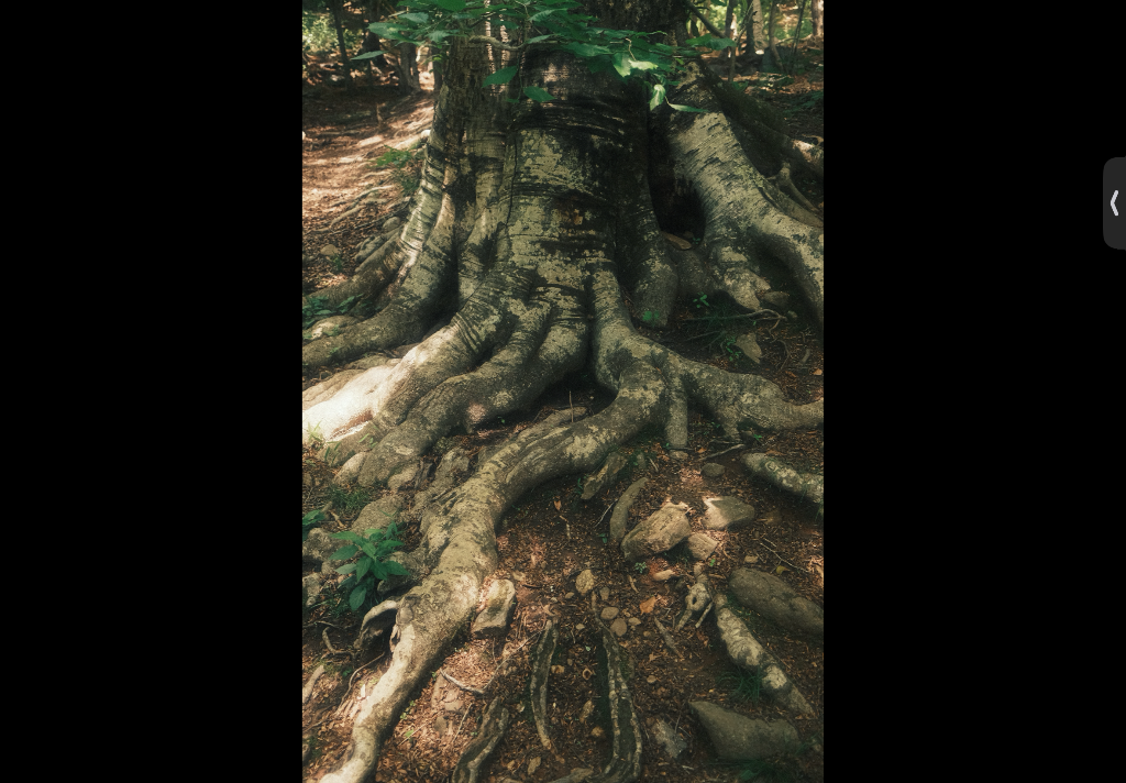 Tree roots