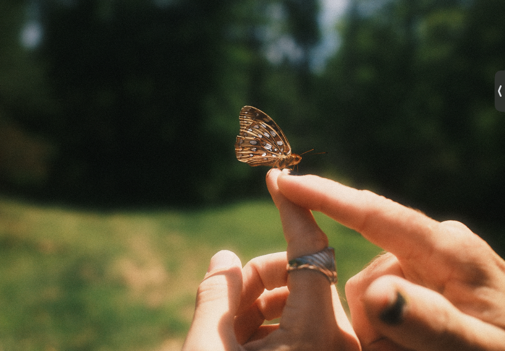 Butterfly on finger