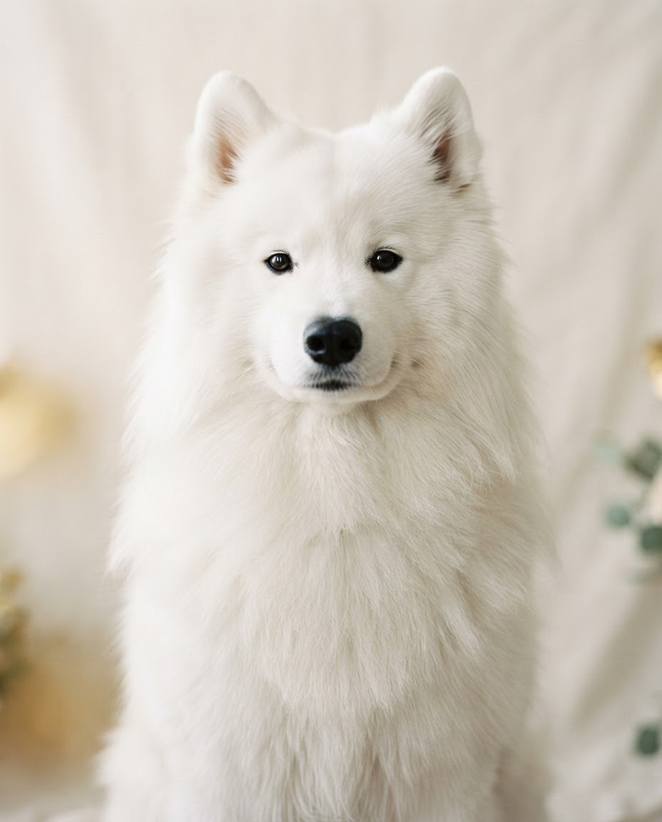 A beautifully groomed Samoyed in soft morning light