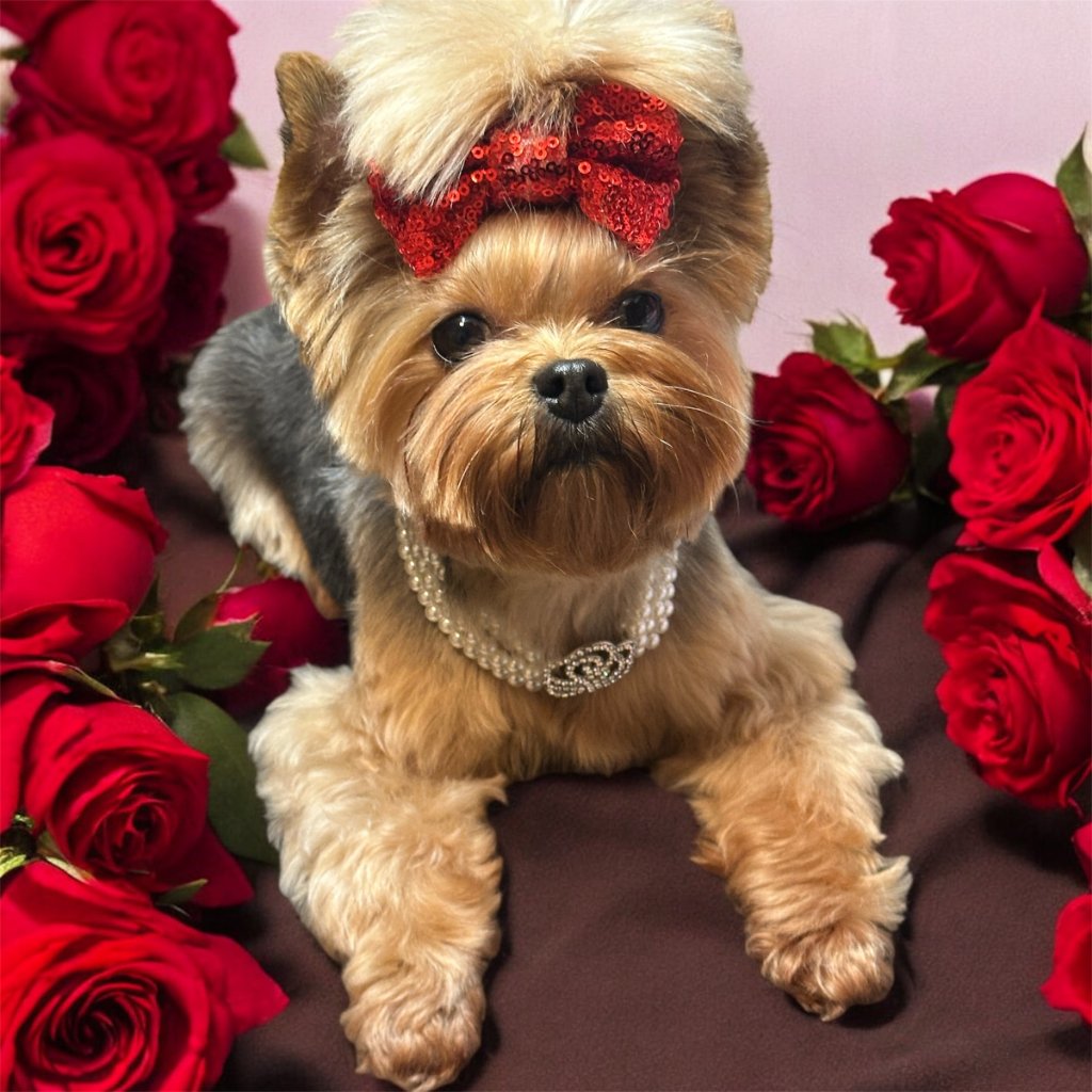 Beautifully groomed Yorkshire Terrier with red bow and roses