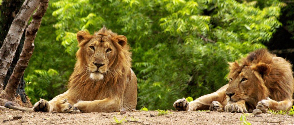 Wildlife GirForestGujarat TajVoyages — Central India | Taj Voyages