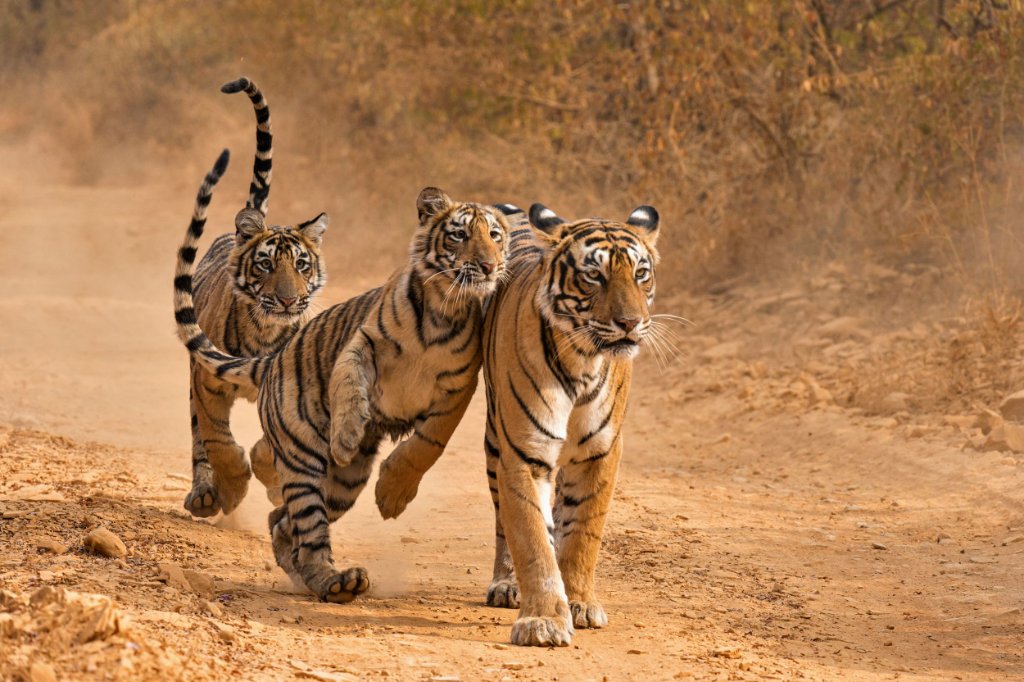 Central India Wildlife Tour
