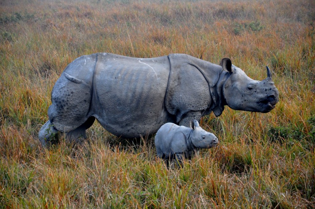 Rhinoceroses KazirangaNationalPark — North East India | Taj Voyages