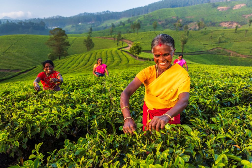 TeaPlantationMunnarKerala — South India | Taj Voyages