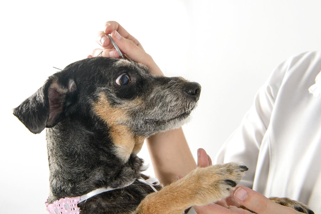 A Essência da Acupuntura Veterinária
