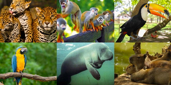 Medicina Veterinária Integrativa Aplicada a Animais Silvestres