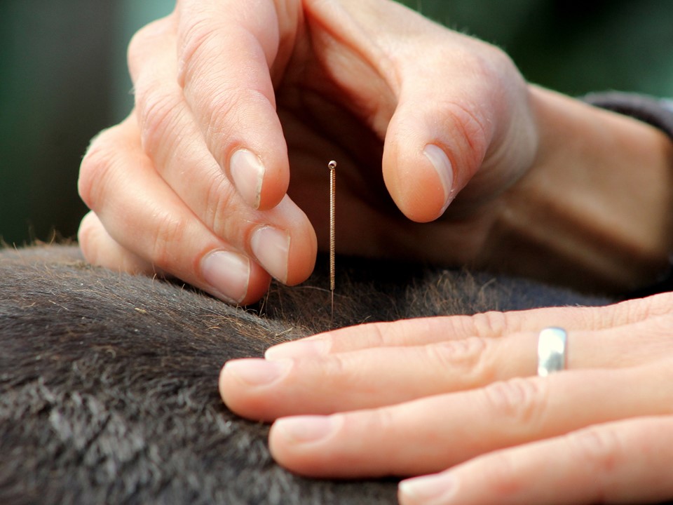 Combo de Acupuntura Veterinária