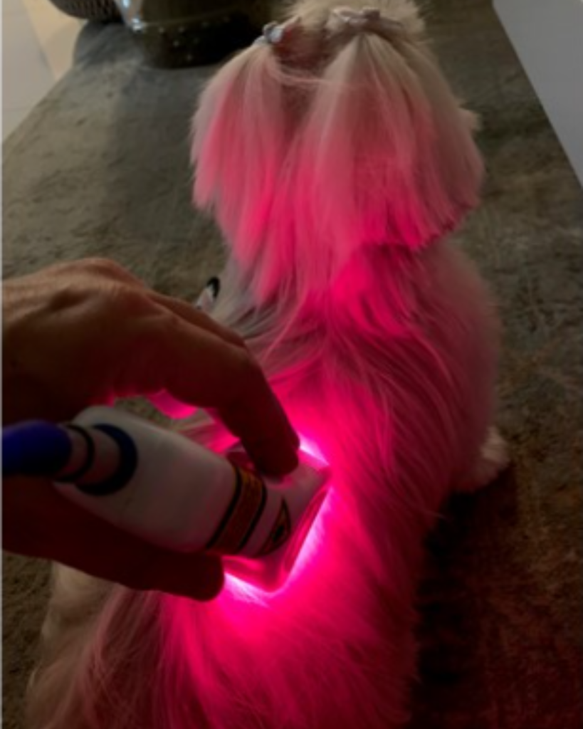 Laserterapia Veterinária