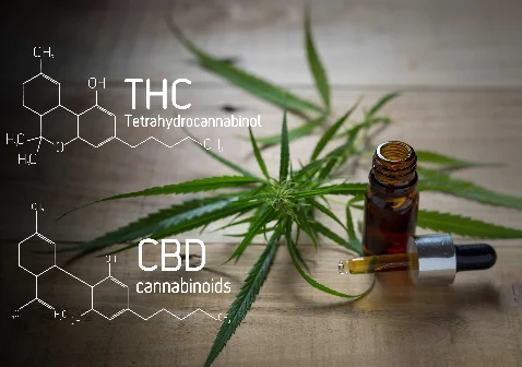 Uso Medicinal da Cannabis na Medicina Veterinária