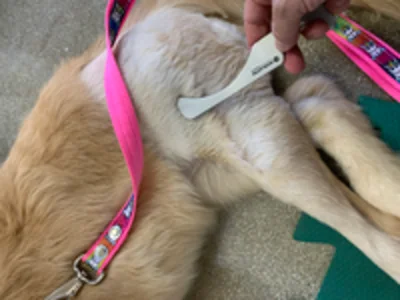 Introdução à Osteopatia em Pequenos Animais