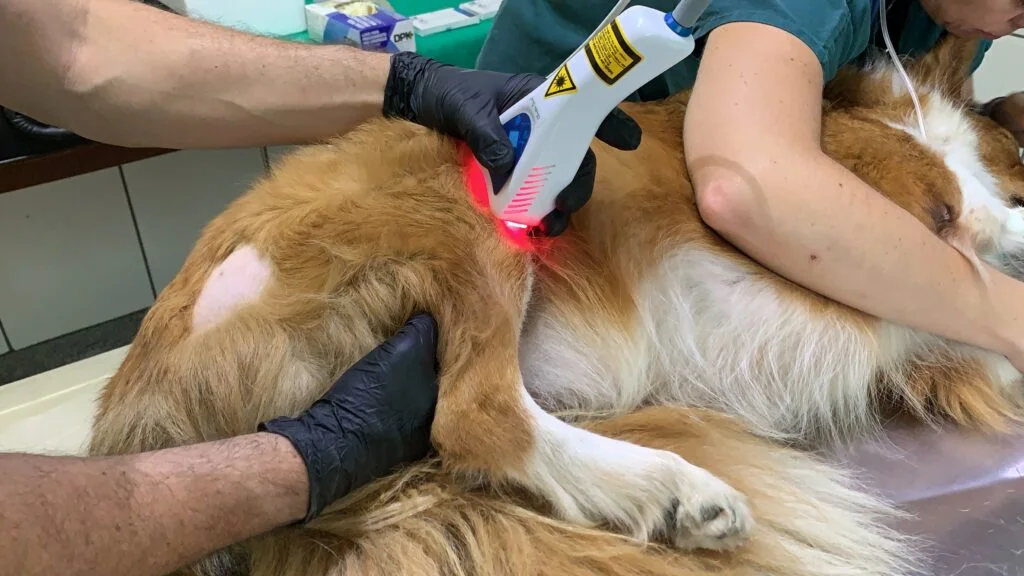Novo Curso de Laserterapia Veterinária