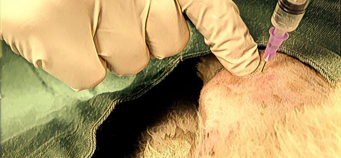 Toxina Botulínica na Medicina Veterinária